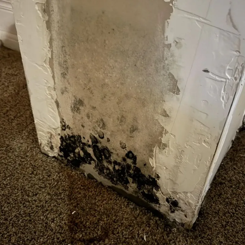 Professional Mold Removal in Golden Triangle, NJ